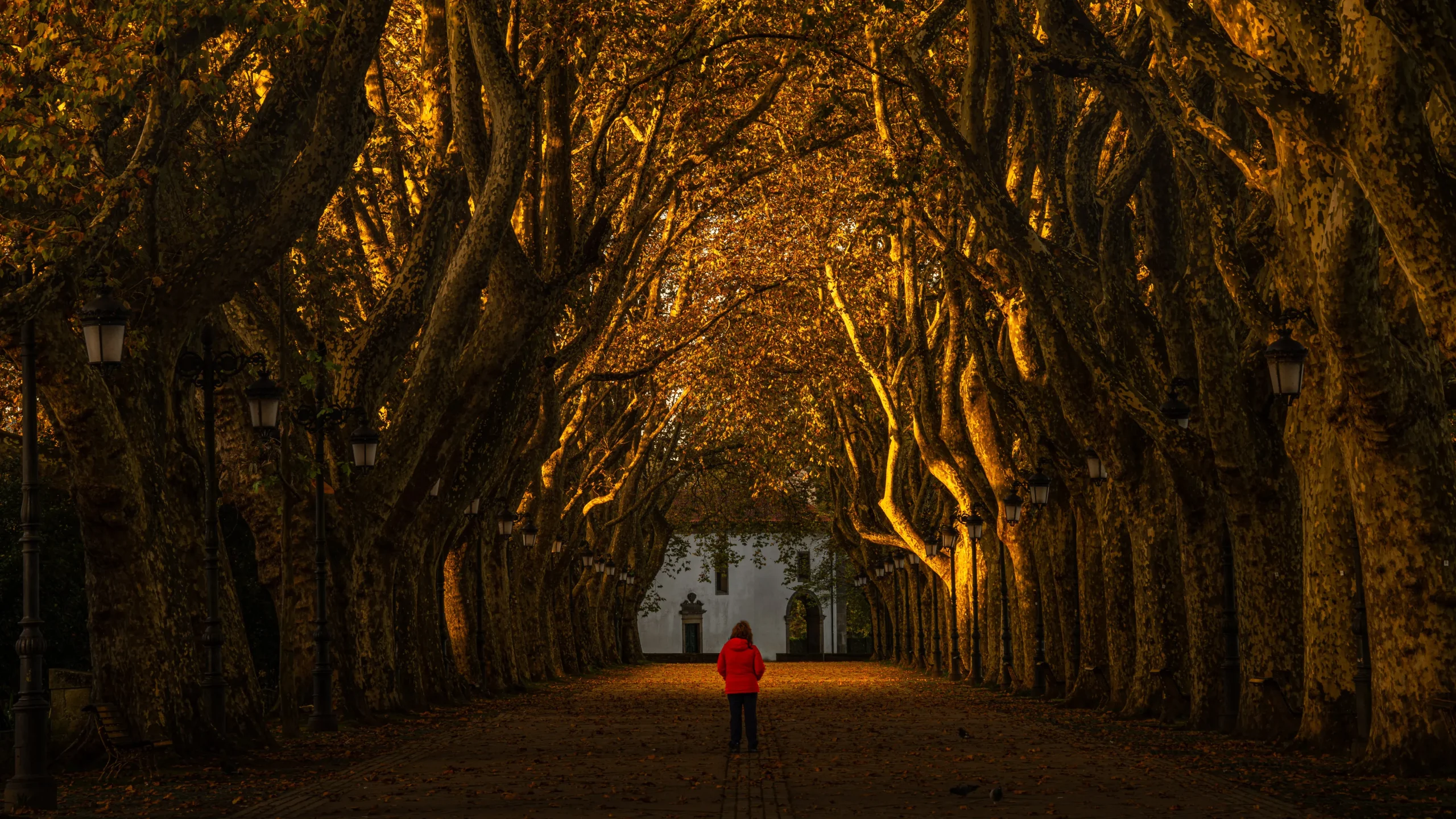 A person stands at the end of a tree-lined avenue, framed by the trees' branches overhead.