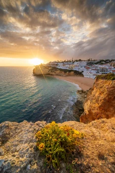 A picturesque view of a coastal town nestled into cliffs, bathed in the warm glow of a sunset. The foreground features vibrant yellow flowering plants.