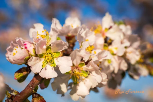 Close-up of almond blossoms against a blurred blue sky.
