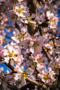 Close-up of blooming almond flowers against a blue sky.
