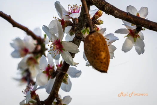 Close-up of almond blossoms and a developing almond fruit against a bright sky.