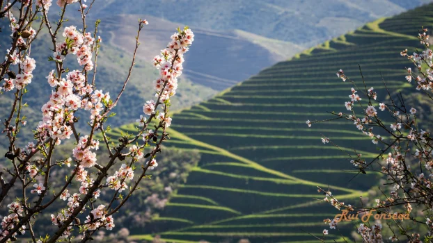A vibrant, sun-drenched landscape featuring a foreground of blossoming almond trees and a sweeping, terraced hillside in the background.