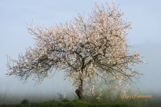 A solitary almond tree in full bloom stands on a grassy hillside, partially obscured by mist and haze, with a distant view of rolling hills.