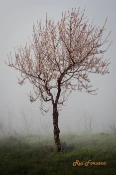A solitary almond tree stands in a misty field, its branches laden with delicate pink blossoms. The background features rolling hills shrouded in fog, creating a serene and mysterious landscape.