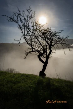 Silhouette of a gnarled almond tree against a misty landscape.