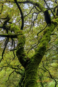 A low-angle, upward view of a large, moss-covered tree trunk and branches against a cloudy sky. The tree is the dominant feature, with its thick, gnarled trunk and branches heavily laden with vibrant green moss. The foliage is dense and creates a canopy effect, obscuring much of the sky. The overall impression is one of lushness and age.