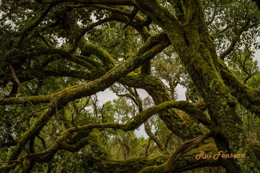 A low-angle view of a large, gnarled oak tree with thick branches covered in moss, set against a backdrop of dense forest and a cloudy sky.