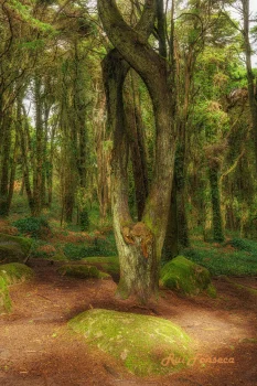 A vertical shot of a gnarled, ancient tree in a lush, green forest. Moss-covered rocks are at the base of the tree and scattered along a path. The forest floor is covered in fallen leaves and undergrowth.