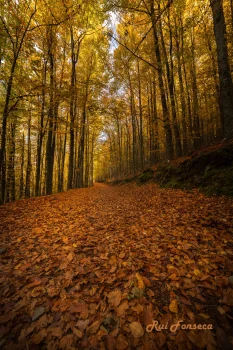 A path covered in fallen autumn leaves winds through a dense forest of tall trees with golden-yellow foliage.