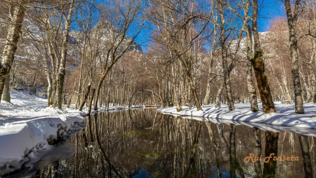 A serene winter landscape featuring a stream reflecting the surrounding trees and snow-covered terrain, captured in Portugal's Serra da Estrela.