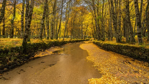 A long, straight road lined with trees in full autumn foliage, with a stone wall on either side. Fallen leaves cover the road and the wall.
