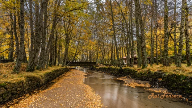 A long, straight canal lined with trees in autumn foliage, with a small bridge visible in the distance.