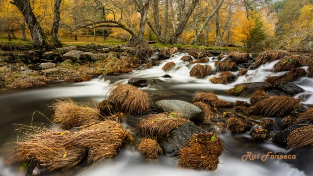 A long exposure photograph of a stream flowing over rocks and moss-covered stones in a forest setting with autumn foliage.