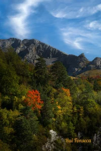 A vibrant landscape photograph showcasing a mountain range covered in lush vegetation, with a striking contrast of autumn colors.