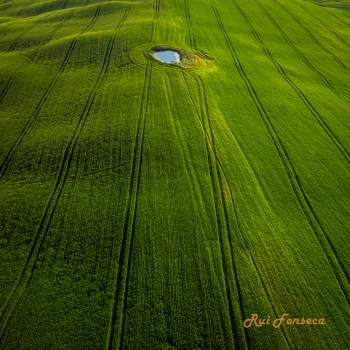 Aerial view of a vibrant green field with a circular pond in the center, surrounded by meticulously patterned furrows.