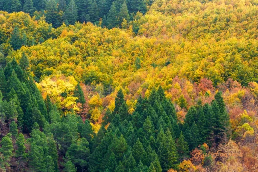 Aerial view of a forest with a mix of evergreen and deciduous trees displaying autumn colors.