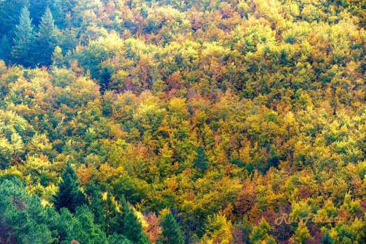Aerial view of a hillside covered in a dense forest displaying vibrant autumn colors.