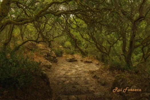 A path winds through a dense, moss-covered forest, with a small signpost visible on the left side of the path.