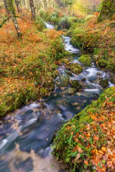 A long exposure photograph of a fast-flowing stream in a forest setting, with vibrant autumn foliage.