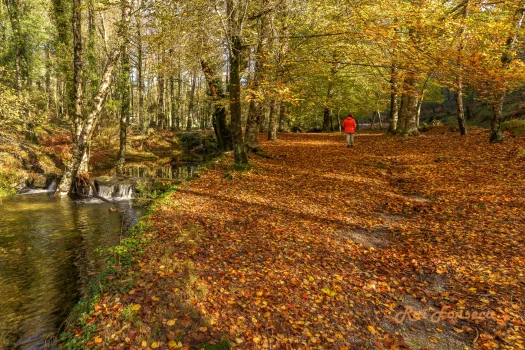 A person walks along a path covered in fallen autumn leaves in a forest with a small stream.