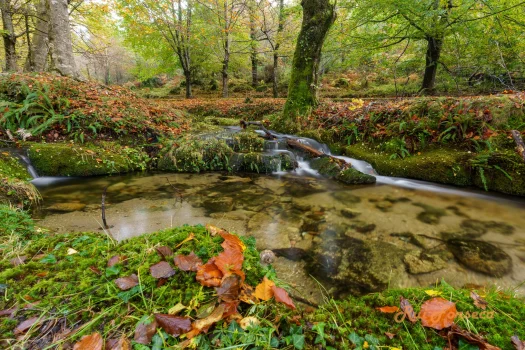 A picturesque stream flows through a lush, autumnal forest. The water is clear and reflects the surrounding foliage, creating a serene and tranquil scene.