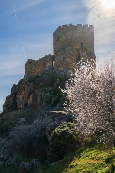 A medieval castle sits atop a rocky hillside, bathed in sunlight, with a cherry tree in full bloom in the foreground. The sky is clear with a contrail from an airplane visible.