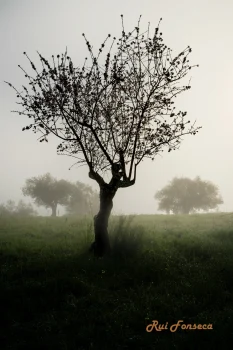 A solitary, gnarled almond tree stands silhouetted against a misty, green field. Two more trees are visible in the distance, partially obscured by the fog. The overall scene evokes a sense of peace and mystery.