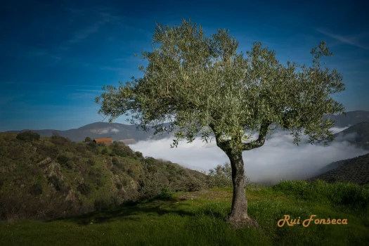 A lone olive tree stands prominently in a grassy field, with a dramatic backdrop of mountains shrouded in a layer of clouds. The sky is blue with wispy clouds.