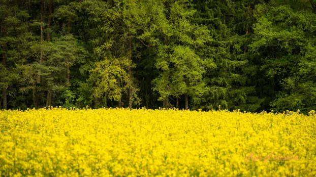A vibrant yellow field of rapeseed flowers stretches out under a canopy of lush green trees.