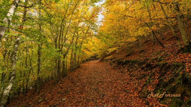 A path winds through a dense forest with vibrant autumn foliage.