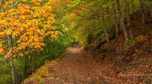 A path winds through a vibrant forest in autumn, showcasing a rich tapestry of orange, yellow, and green foliage. The path is covered in fallen leaves, leading deeper into the woodland. The lighting is soft and diffused, creating a serene and inviting atmosphere.