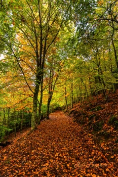 A path through a dense forest with vibrant autumn foliage.