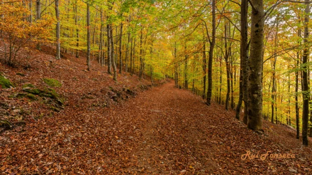 A path winds through a dense forest with vibrant autumn foliage.
