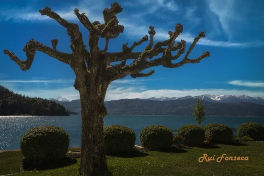 A sculpted tree stands prominently in the foreground of a scenic landscape featuring a lake and snow-capped mountains. The tree's branches are meticulously shaped, creating a unique and artistic form. The lake reflects the clear blue sky and the surrounding mountains, adding depth and tranquility to the scene.
