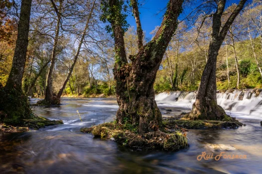A long exposure photograph of a river flowing through a forest, with a tree growing in the middle of the riverbed.