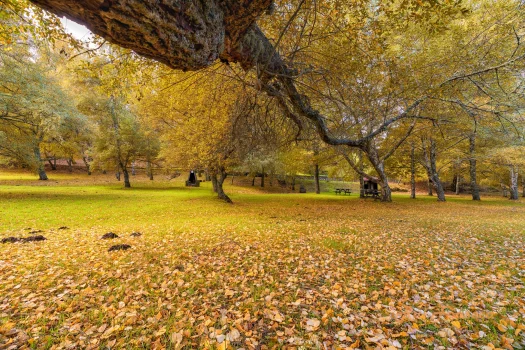 A wide-angle view of a park in autumn, with a large, gnarled tree dominating the foreground and a grassy field extending into the background.