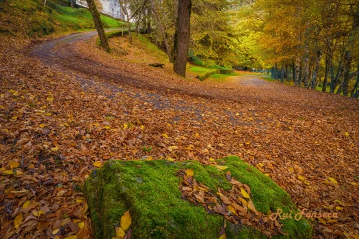 A path covered in fallen autumn leaves winds through a lush, green landscape, with a moss-covered rock in the foreground.