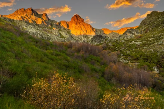 A panoramic landscape photograph captures a mountain range bathed in the warm glow of a sunset. Lush green vegetation covers the slopes, interspersed with patches of bare rock and scattered shrubs. The foreground features a cluster of yellow flowering plants.