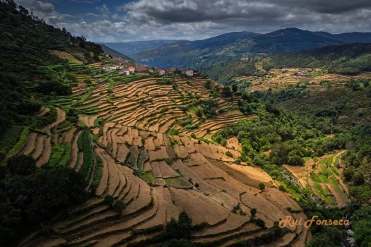 A sweeping panoramic view of terraced fields carved into a lush, hilly landscape under a cloudy sky.