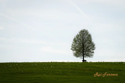 A lone tree stands atop a grassy hill under a cloudy sky.