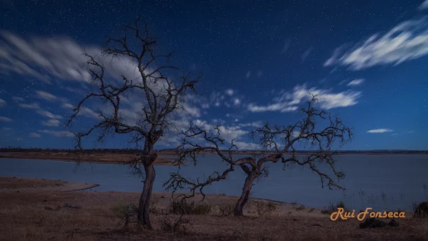 Three bare trees silhouetted against a dark blue sky over a body of water.