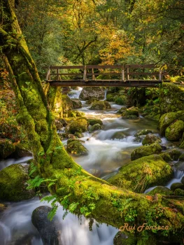 A picturesque scene of a flowing river with a wooden bridge, surrounded by lush greenery and moss-covered rocks, captured with a long exposure to create a silky smooth water effect.