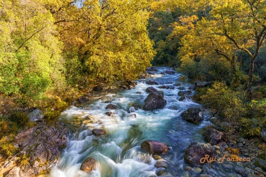A scenic view of a fast-flowing river surrounded by lush autumn foliage.